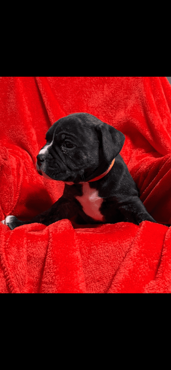 Pups for sale image 3