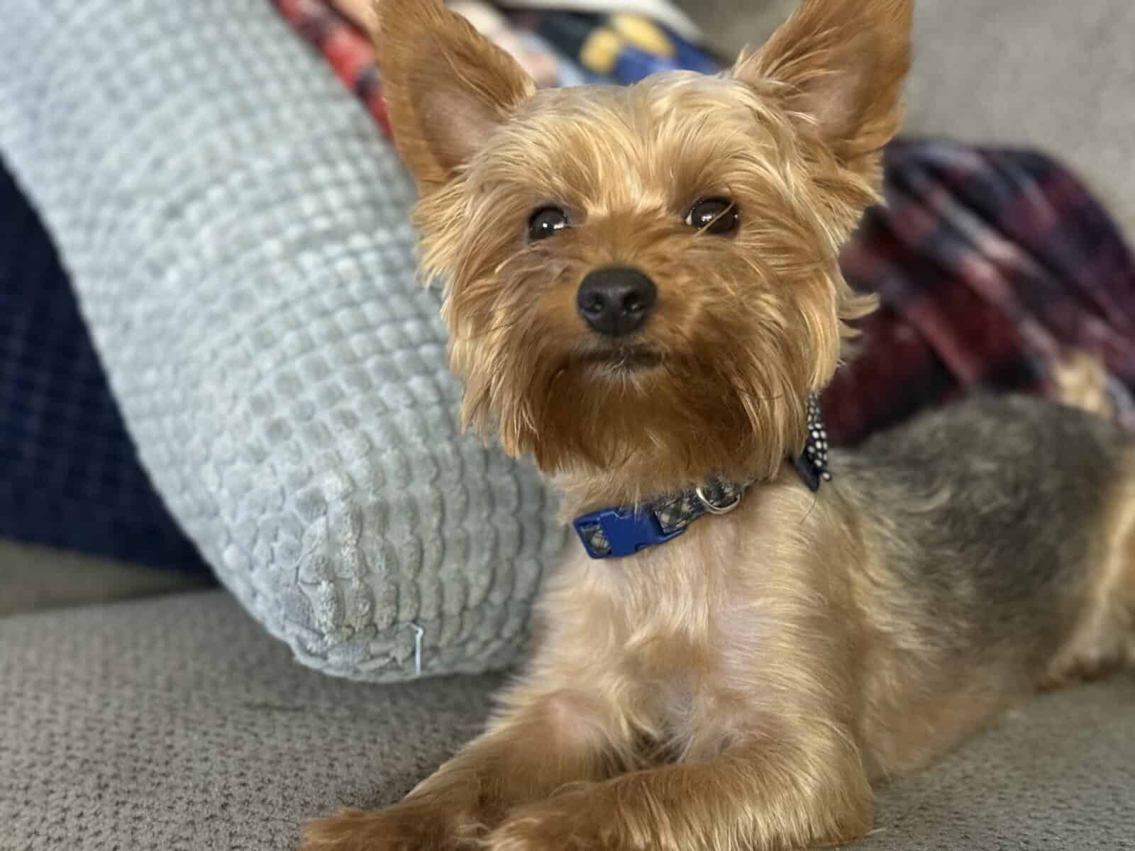 2F, 2M Purebred Yorkies image 5