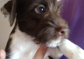 Miniature Schnauzer/Jack Russell Terrier Puppy #2