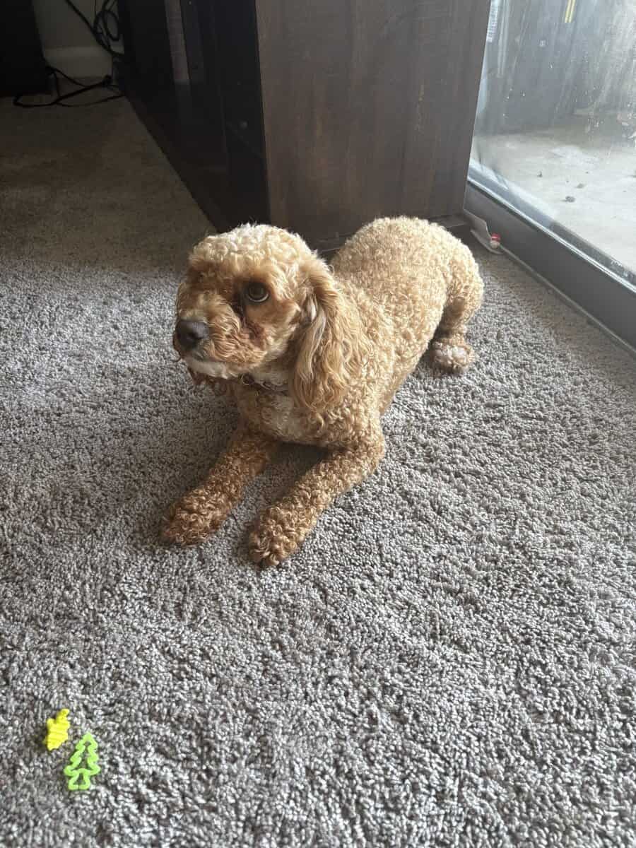 2 y/o Poodle. Bichon frise for rehoming image 3