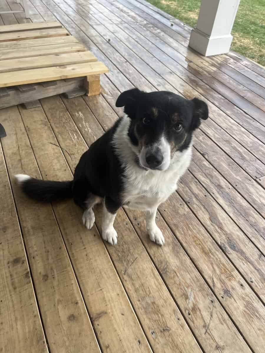 Need Home for Border Collie image 1