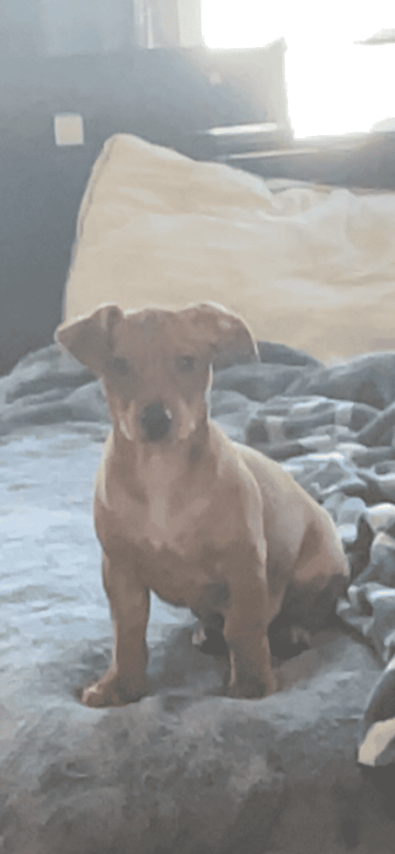 Perfect Pincher Puppies image 1