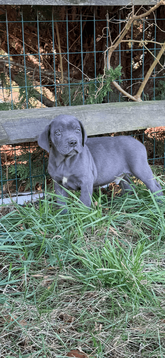 Cane Corso image 4