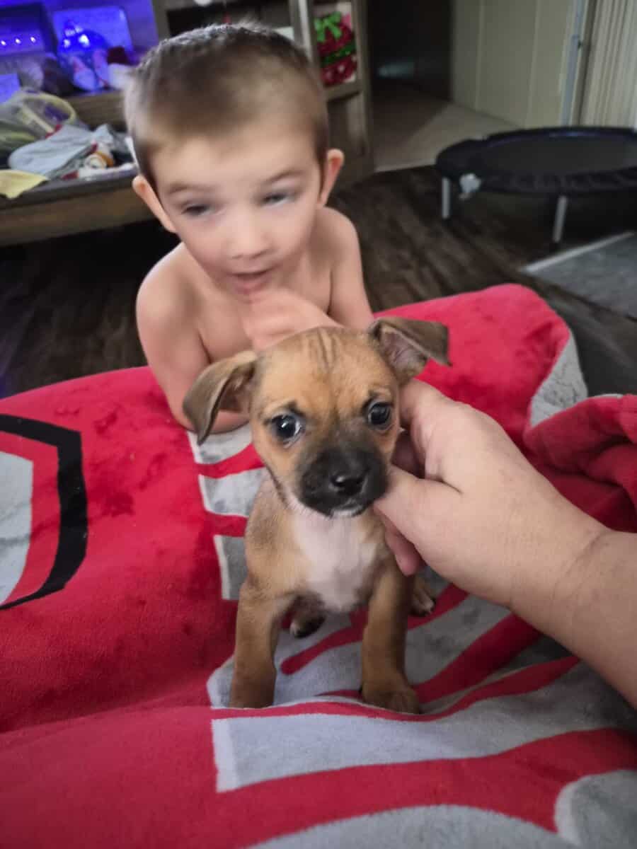 Chihuahua puppy female image 1