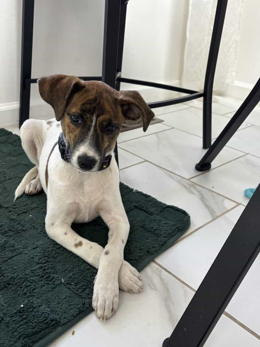 Blue (hound) image 3