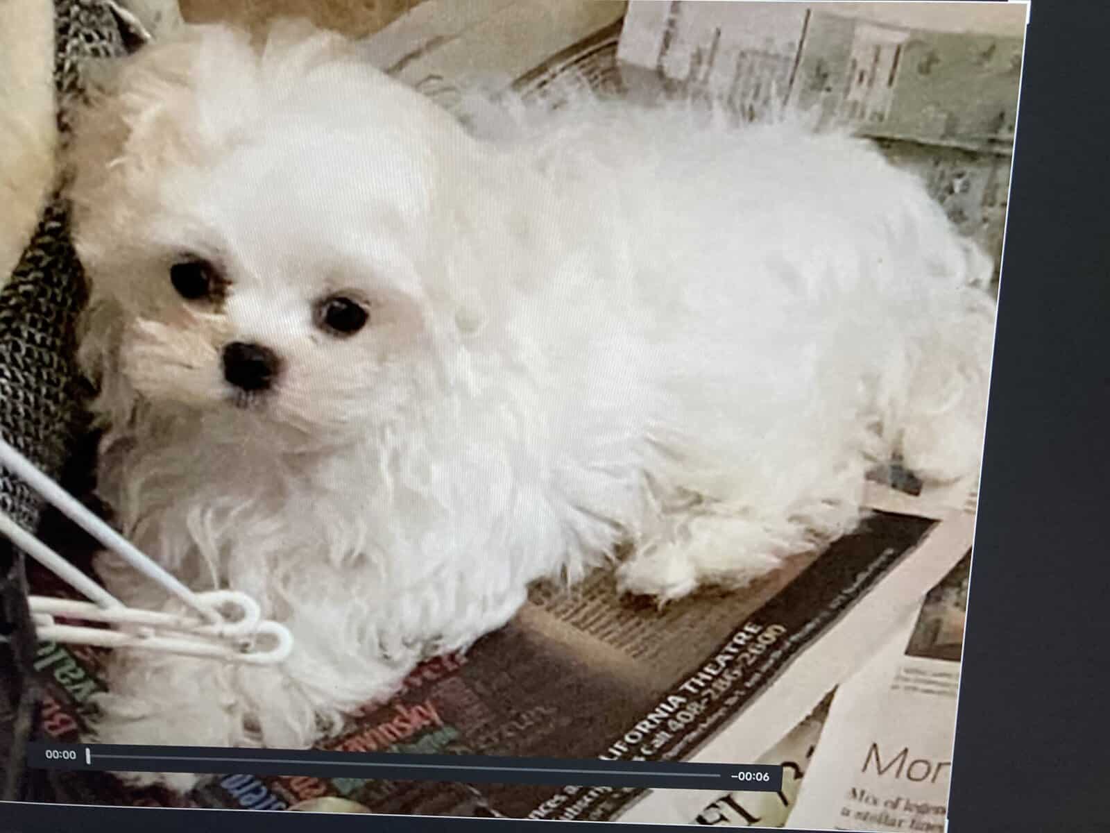 Maltese (Morkie) image 1