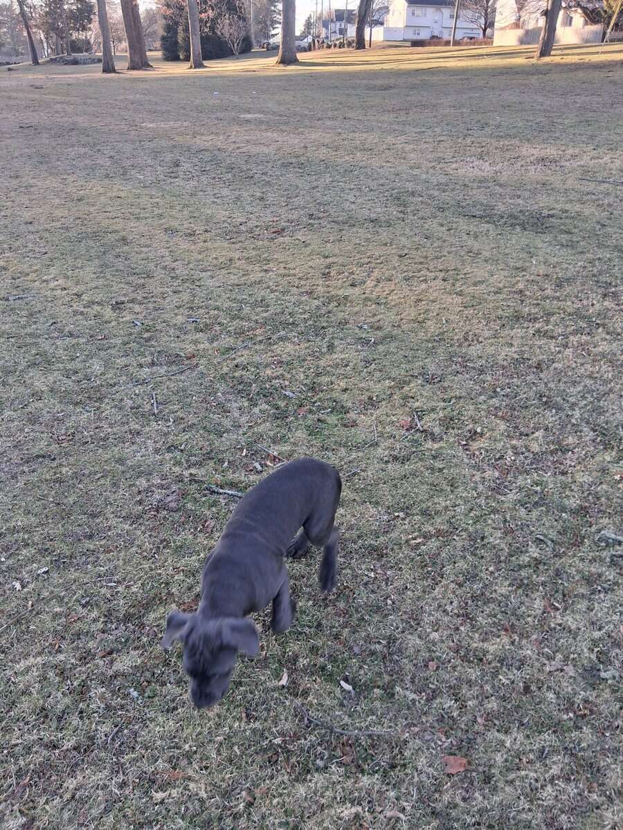 Beautiful Female Cane Corso Puppy image 2