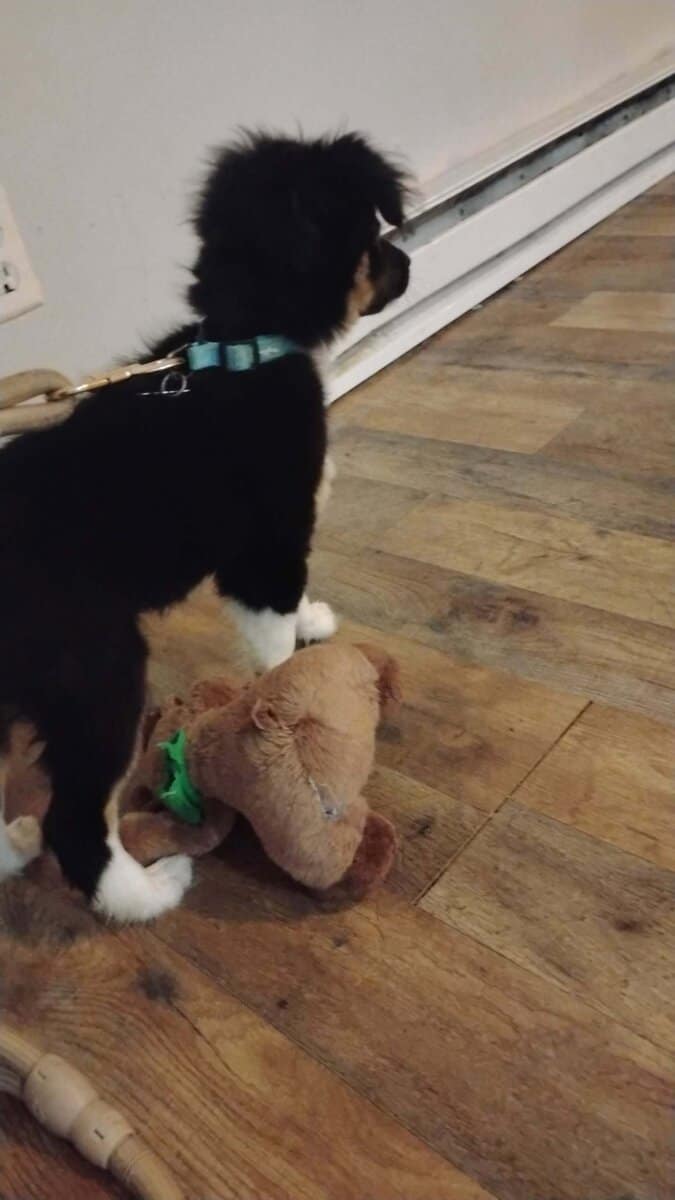 Mini Aussie image 2