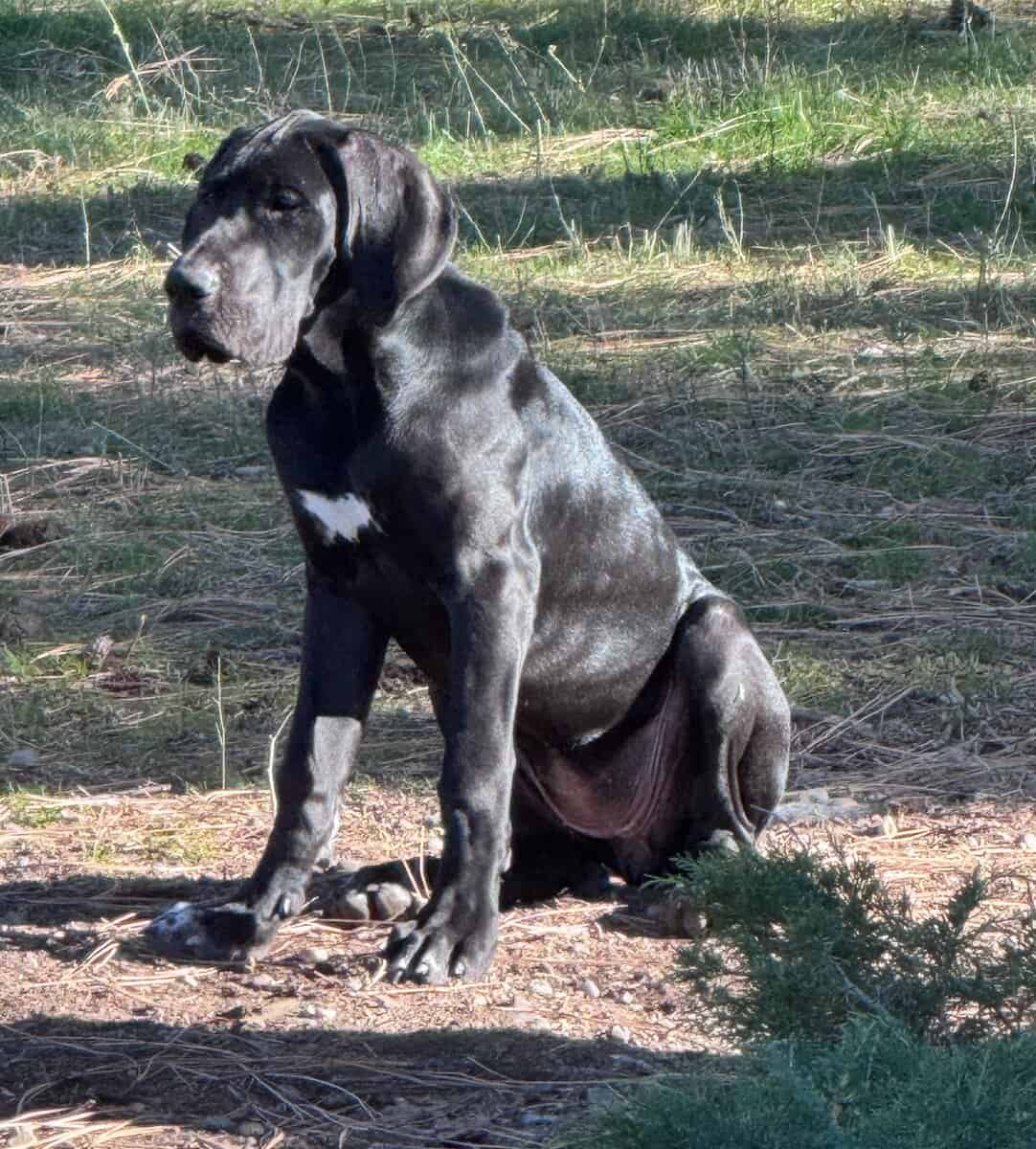 Great Dane Puppies Needing Loving Homes image 2