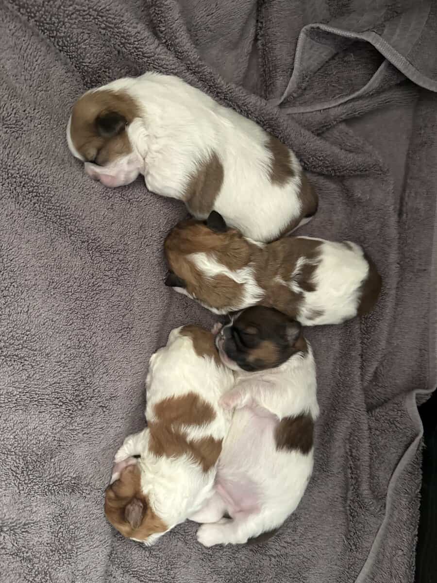 Shih Tzu pups image 4
