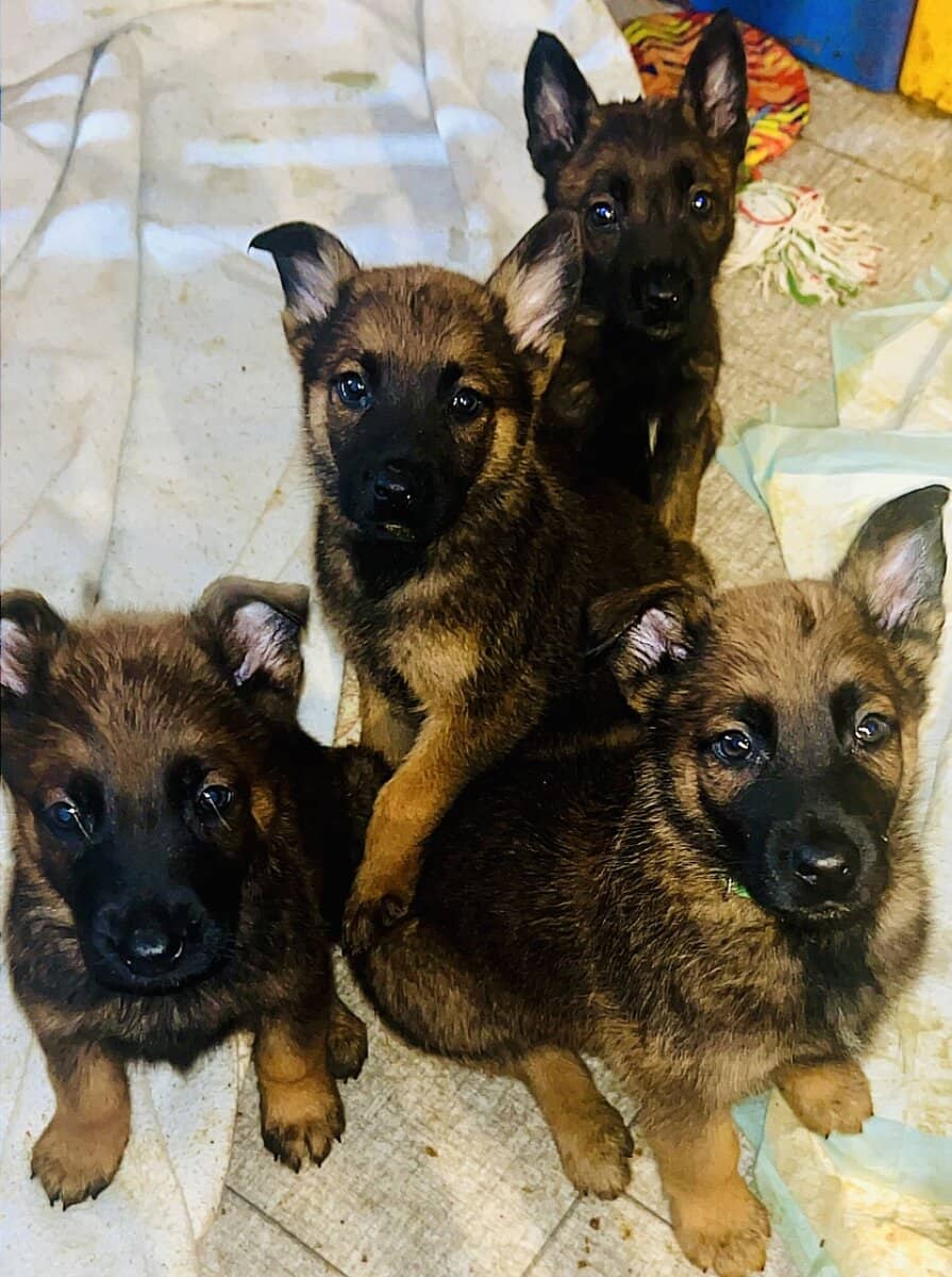 Malinois Pups ready for the holidays image 8