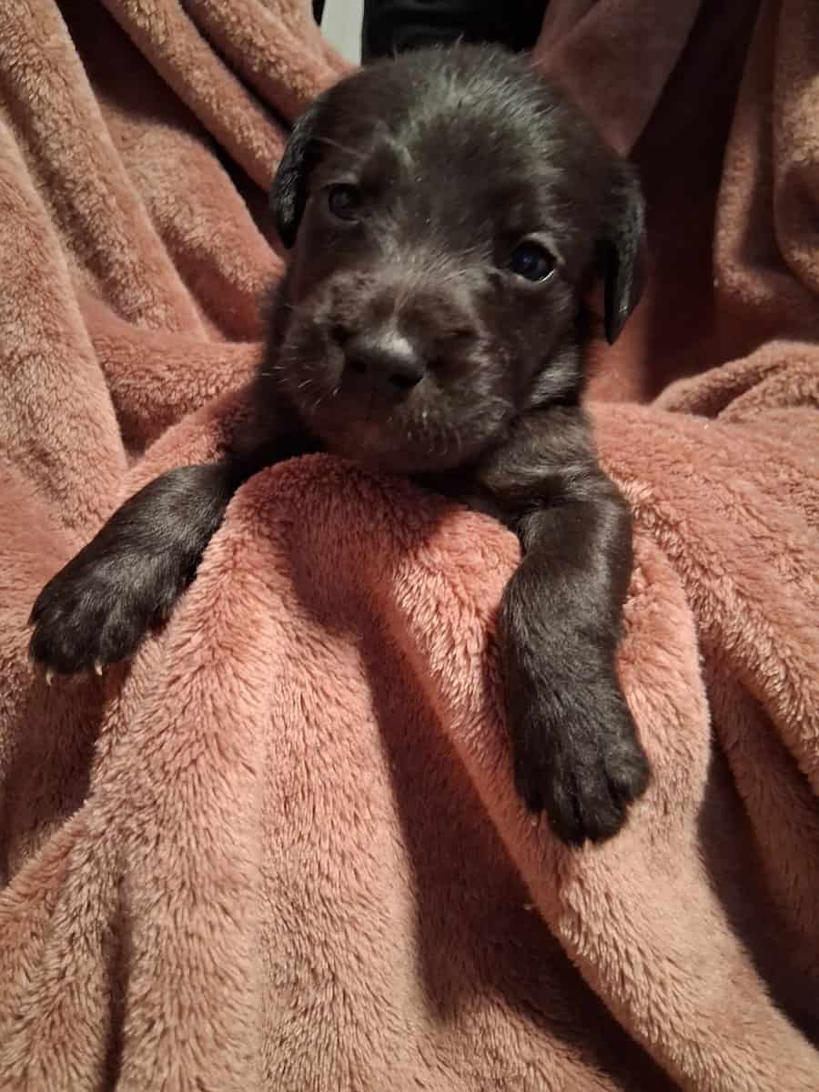 PITOODLE PUPPIES image 10