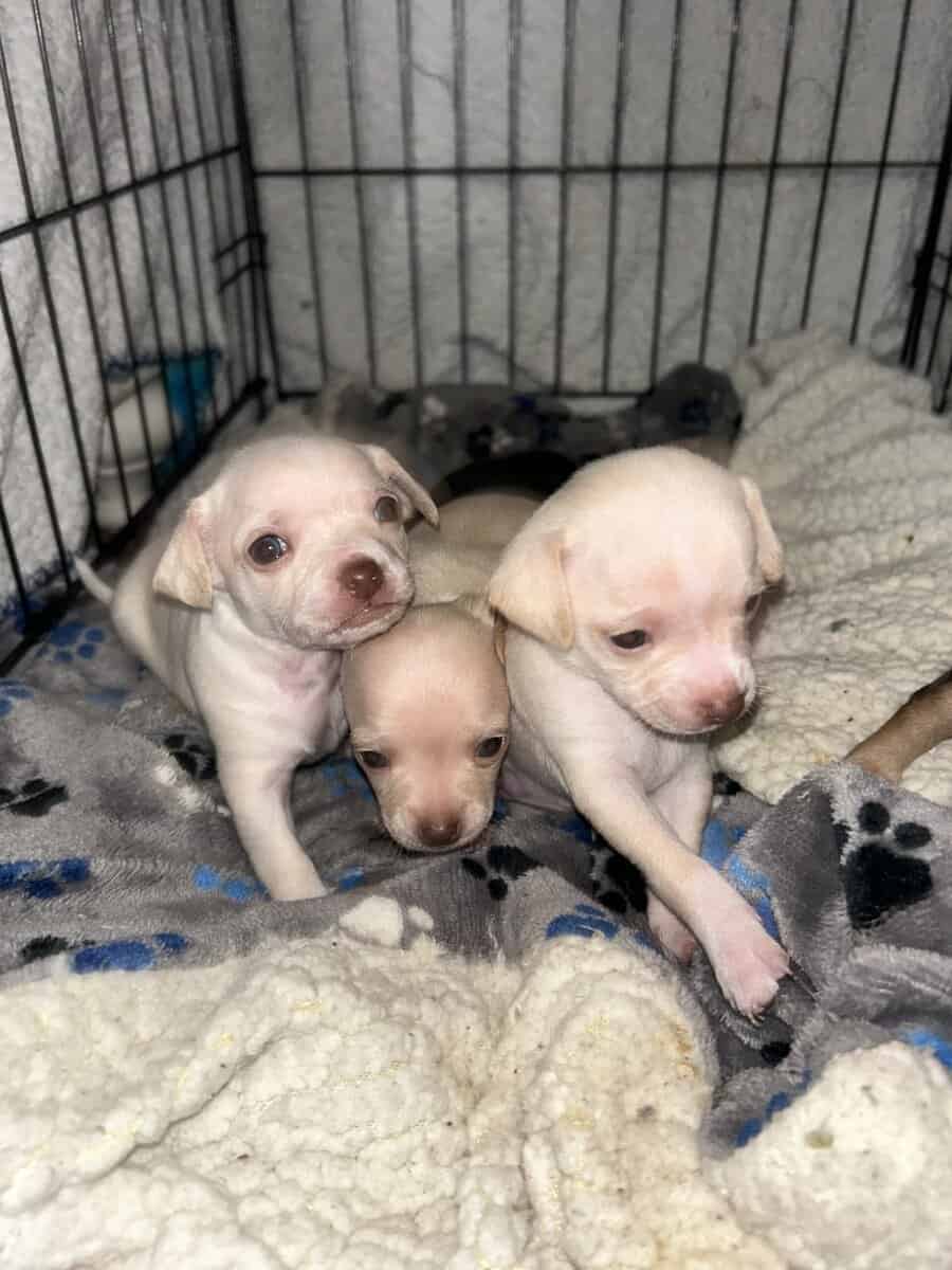 Deer Head Chihuahuas image 1