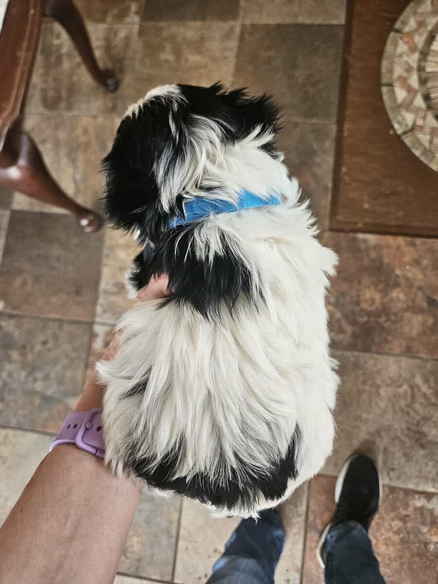 German Yorkie (Biewer Terrier) boy image 4