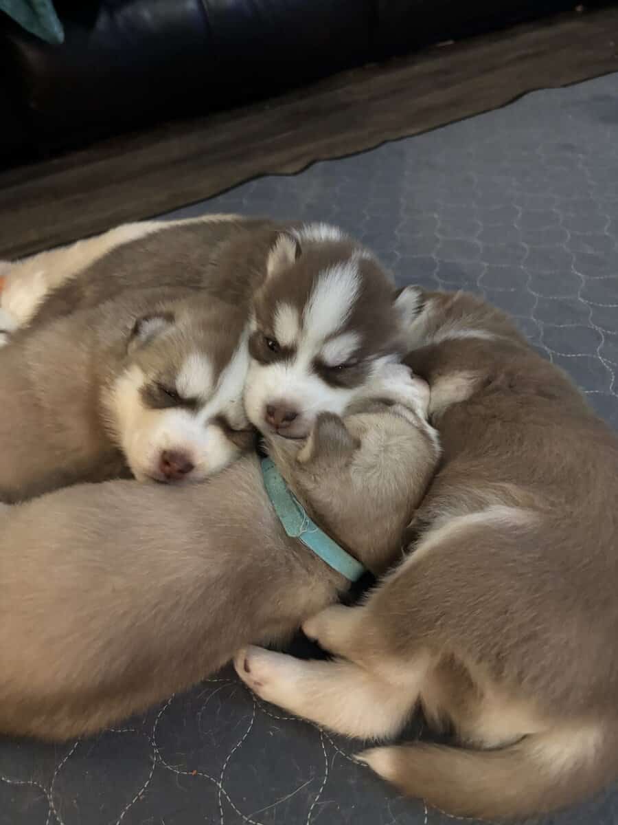 Alusky Puppies image 3