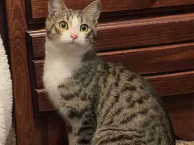 Kitten for sale, $20