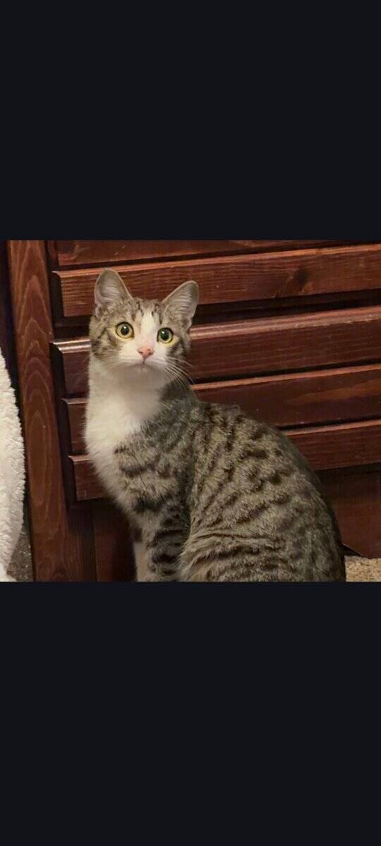 Kitten for sale, $20 image 1