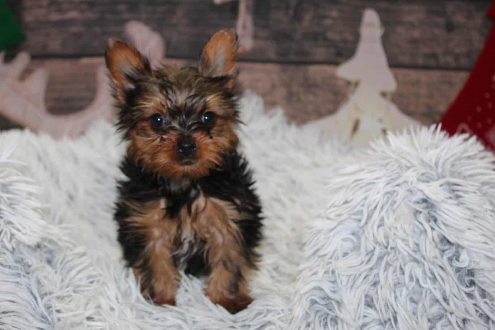Yorkie Puppies image 2