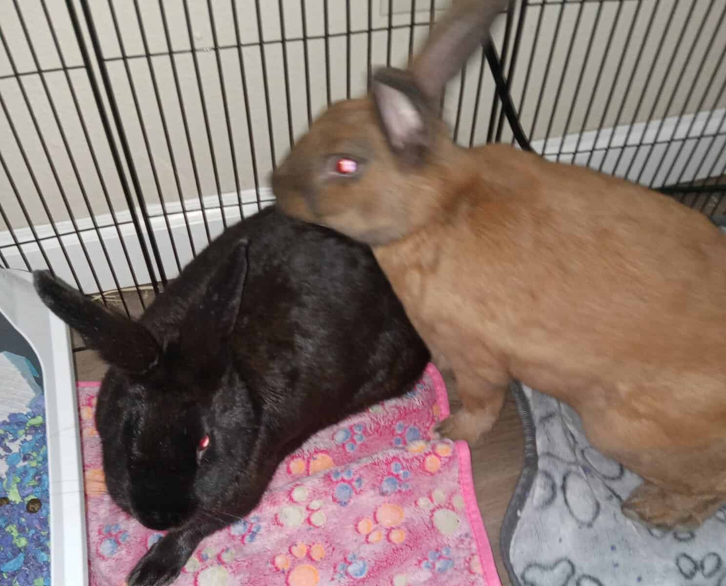 2 Bunny's a male and female spayed and neutered image 2