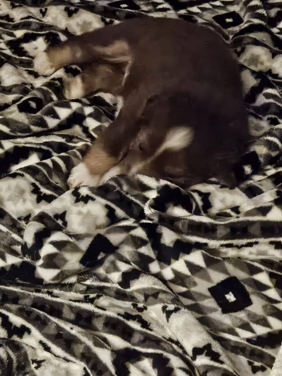 2 Australian shepherd puppies image 2