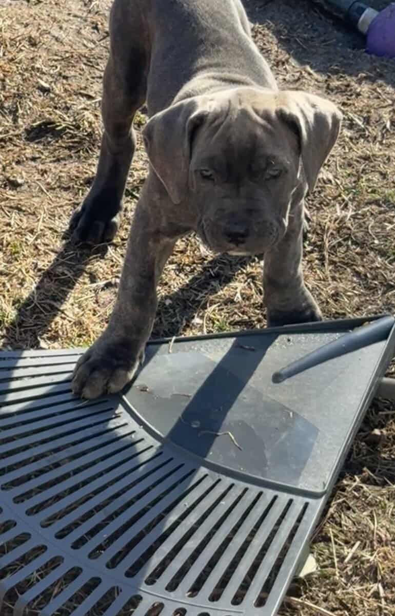 Cane corso puppies image 2