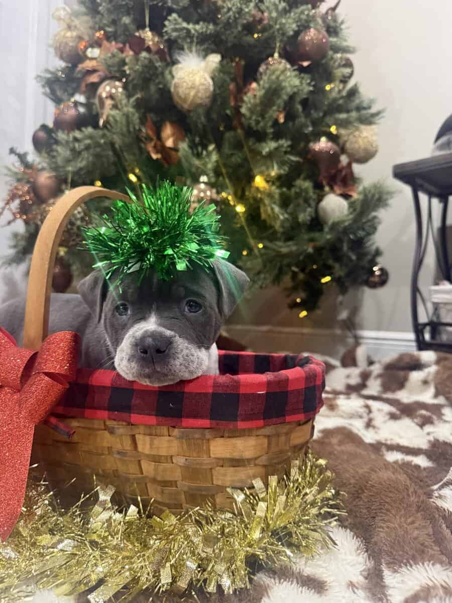 Blue tic pocket bully male image 2