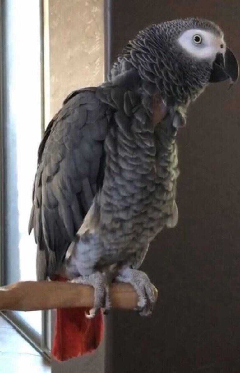 Re-Homing African Grey Parrot image 1