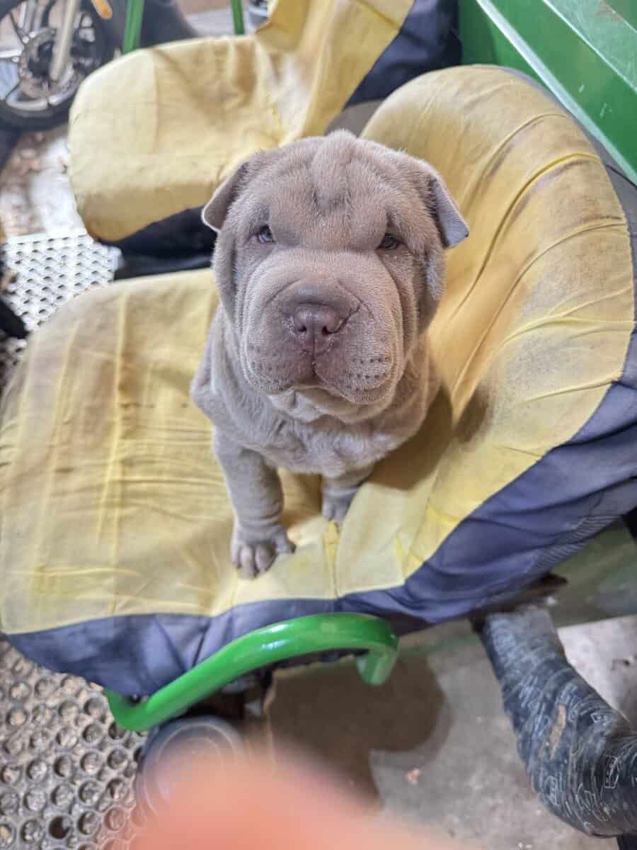 Chinese Shar Pei Pups image 1