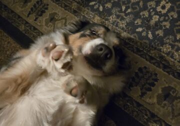 Pure Bred Female 1 Year Old Aussie Shepherd