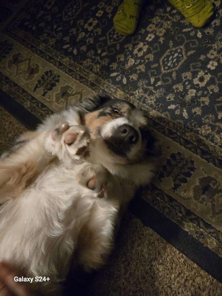 Pure Bred Female 1 Year Old Aussie Shepherd image 1