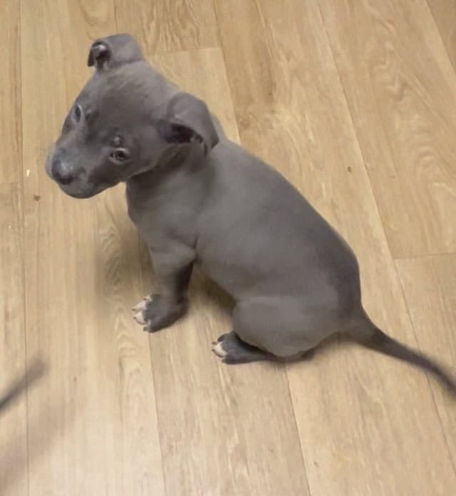Blue Nose Pit Puppy image 5