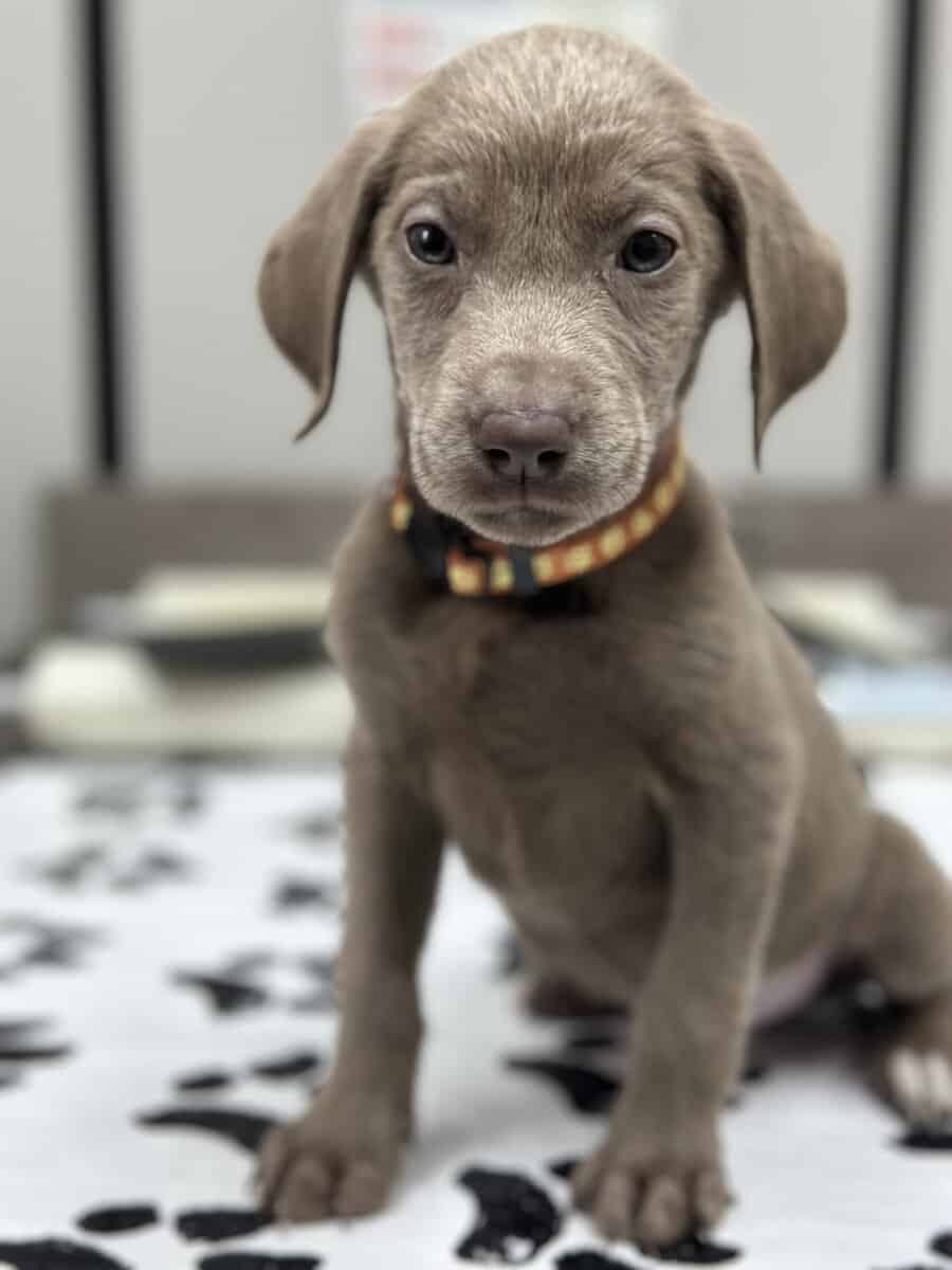 Silver Labrador Puppies for Christmas!!! image 8