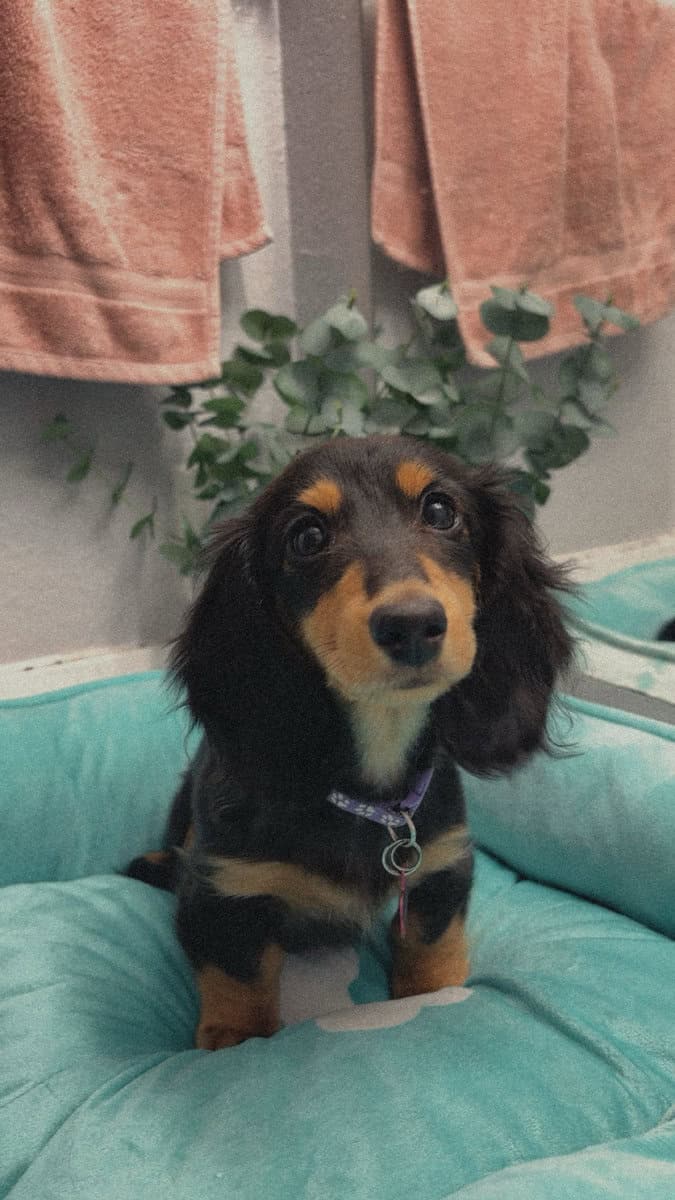 Miniature female dachshund image 1