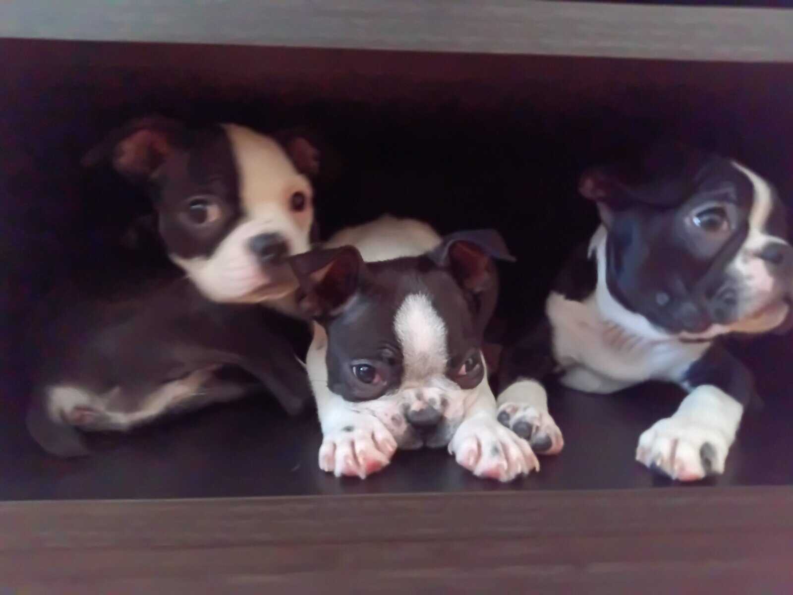 Boston Terrier Pup-Ready for Christmas! 🎄 image 4