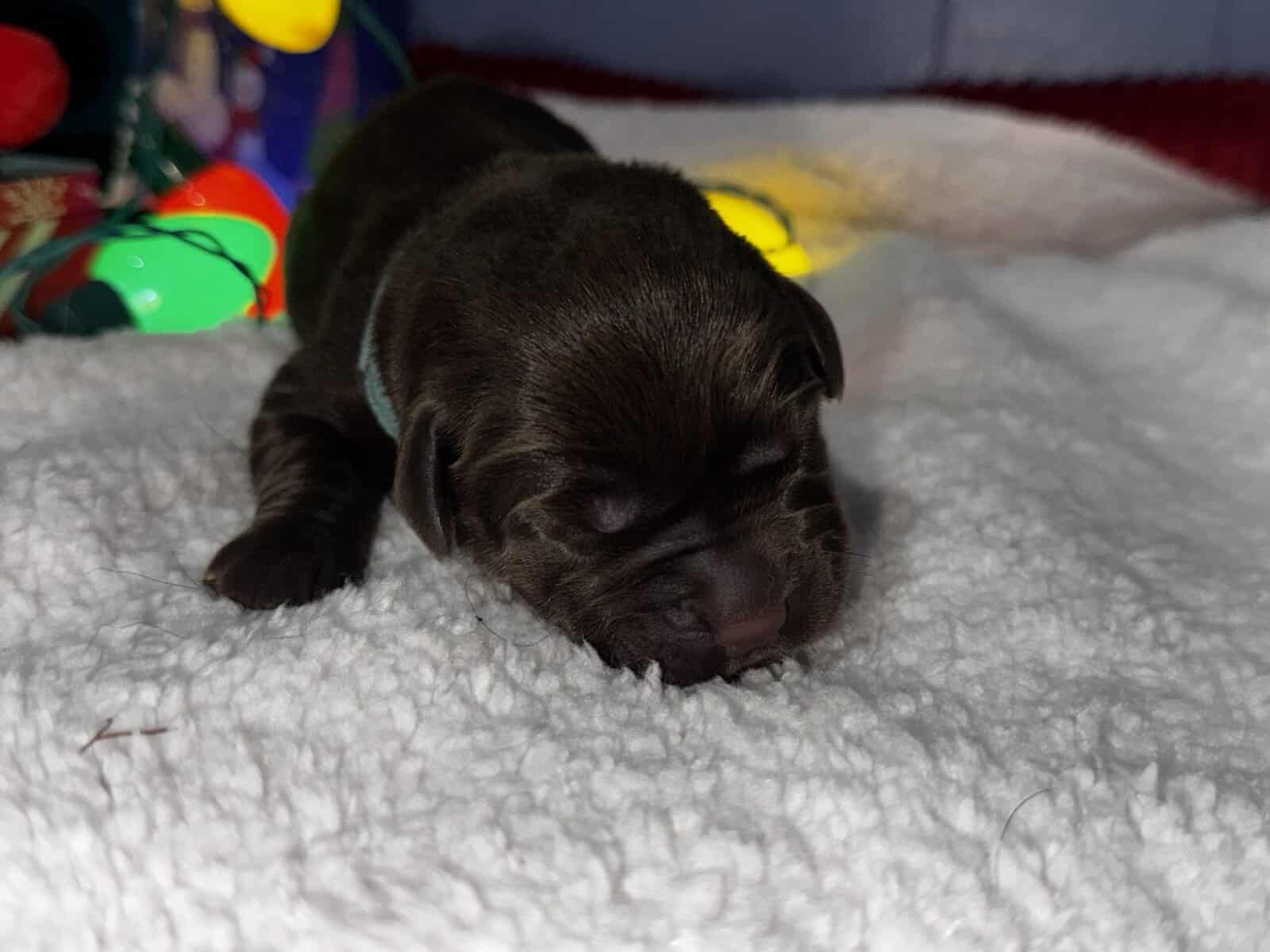 Akc Champion Bloodline Labrador Retrievers image 18