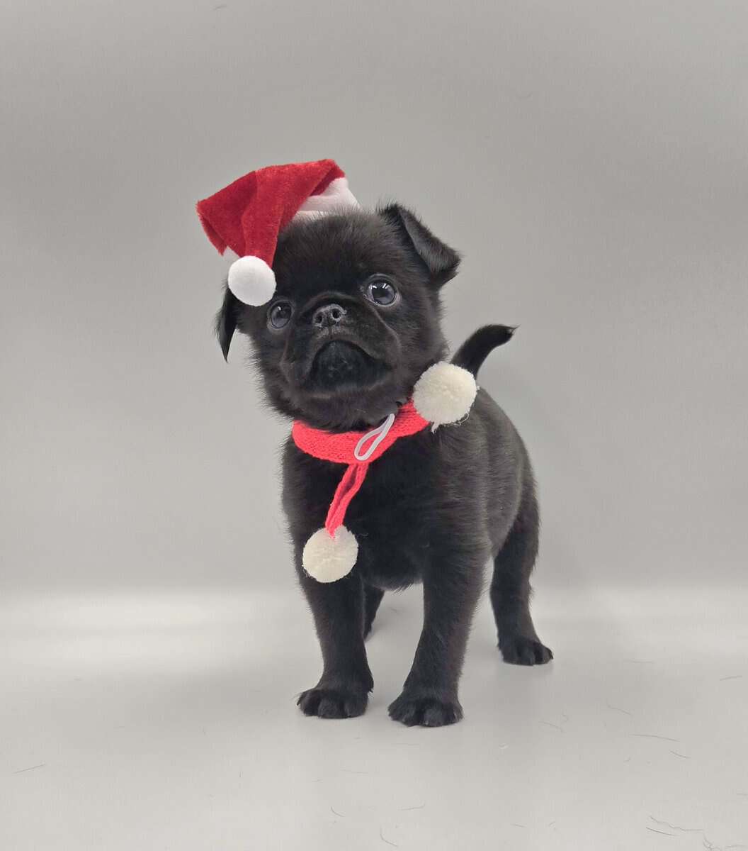 Brussels Griffon image 4