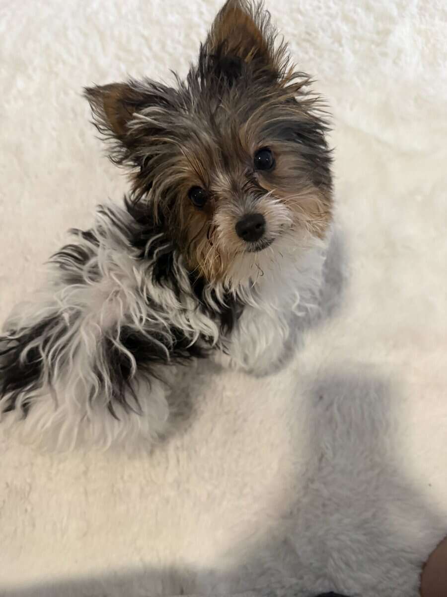 Biewer Yorkie image 5
