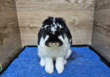 Holland Lop Rabbit