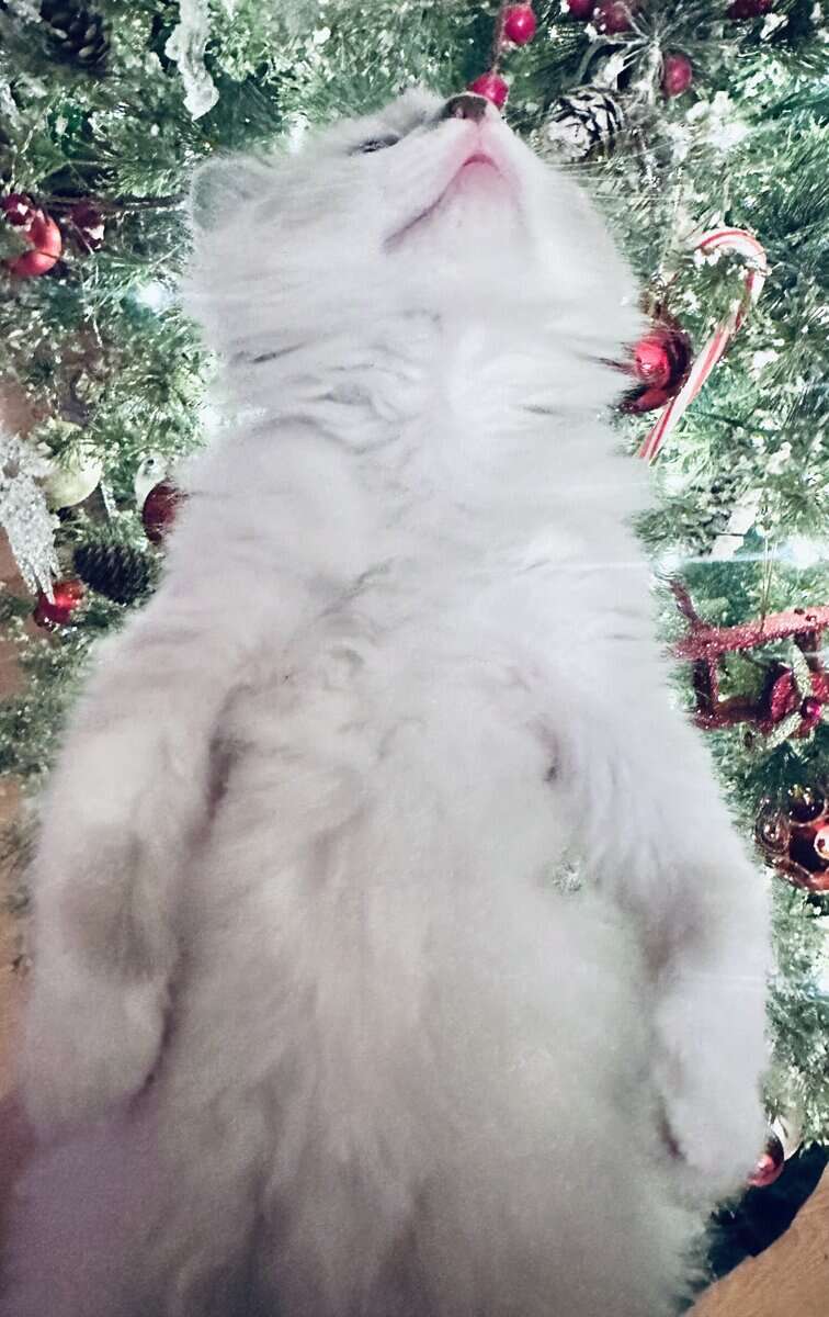 Sweet Ragdoll Boy image 4