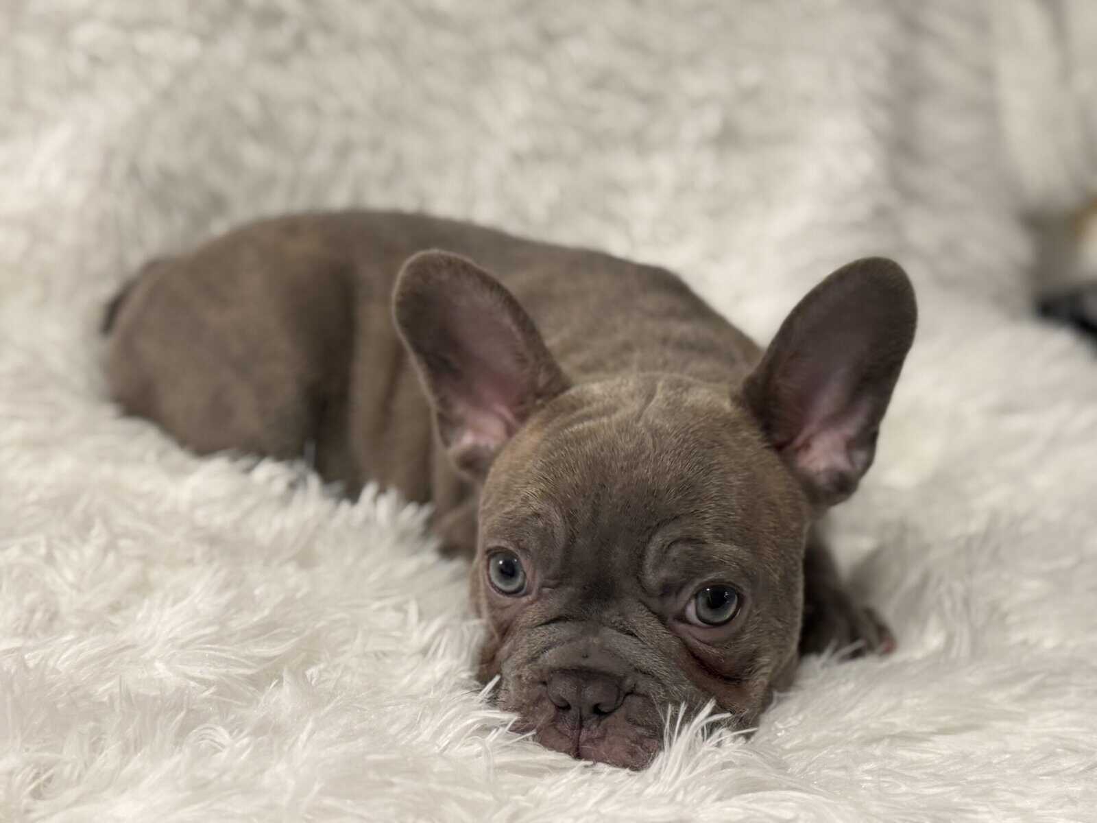 PRICE REDUCED - AKC French Bulldog Puppies image 4