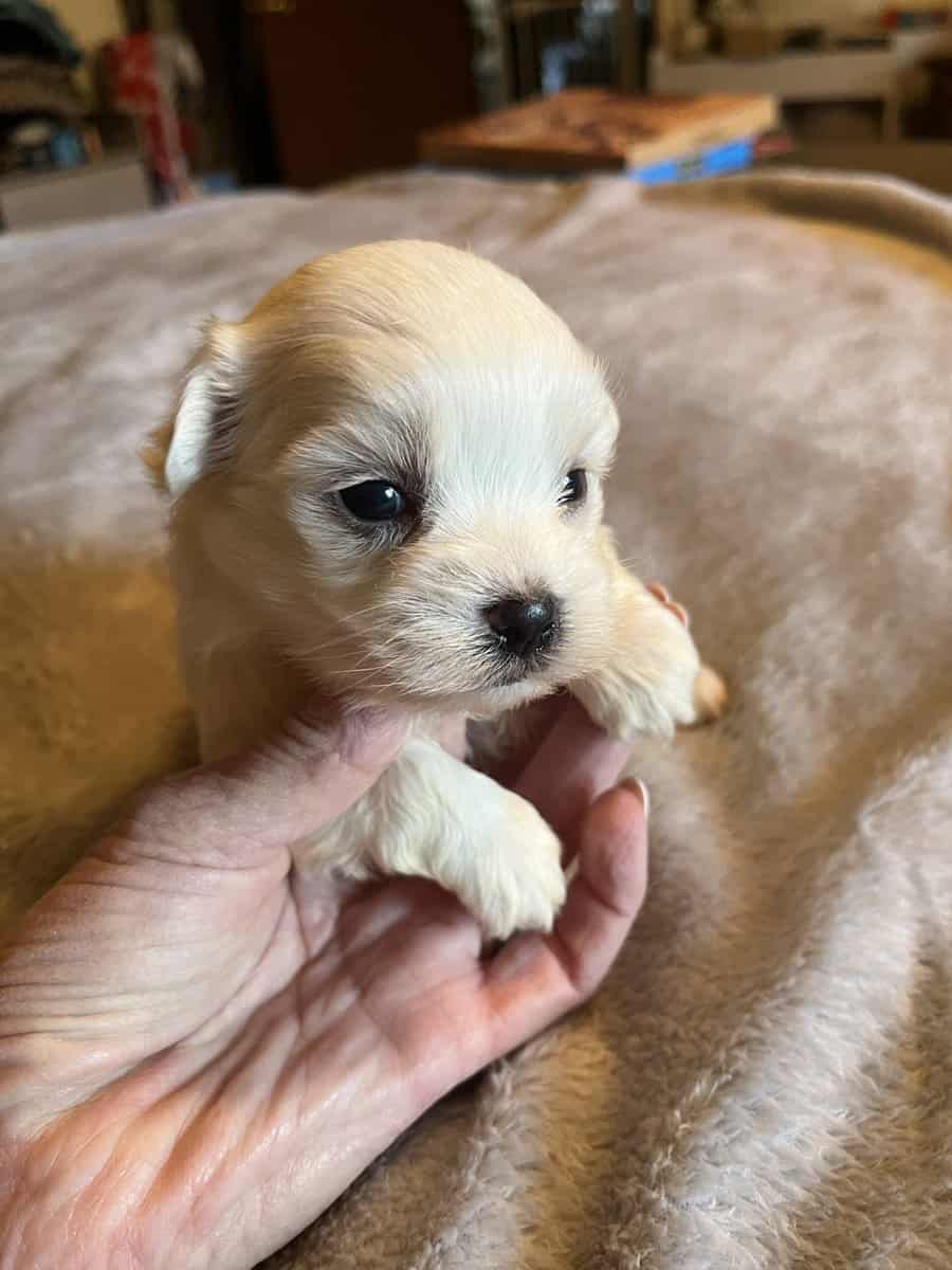 Maltese A.K.C. Male Puppies For Sale image 1