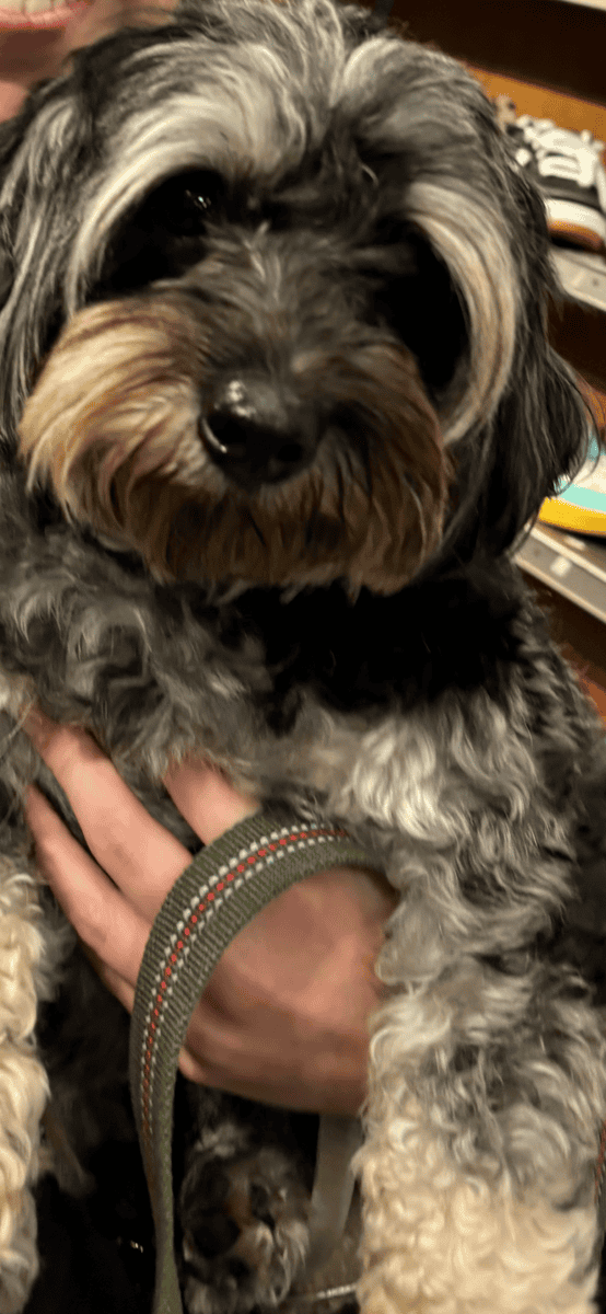 Adorable male YorkiePoo image 3