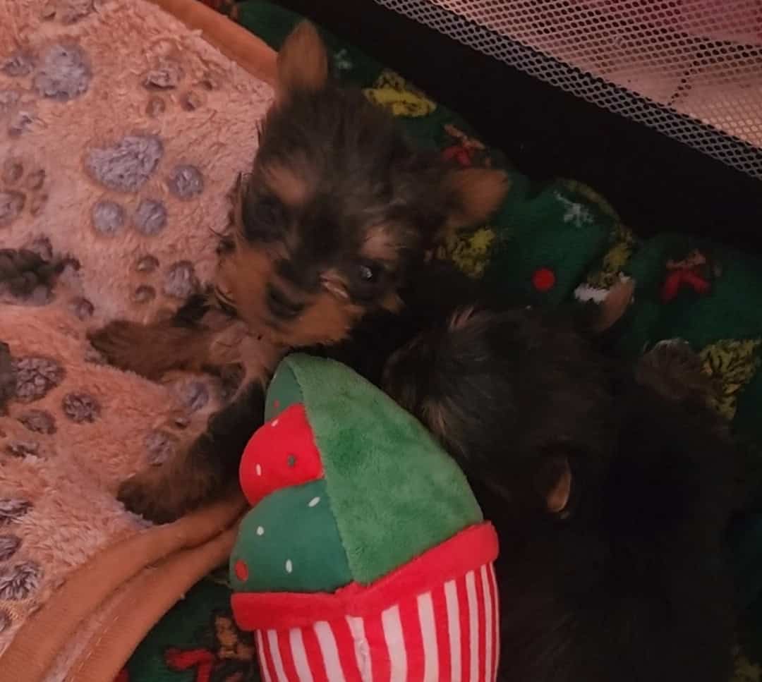 Teacup Yorkshire Terriers image 6