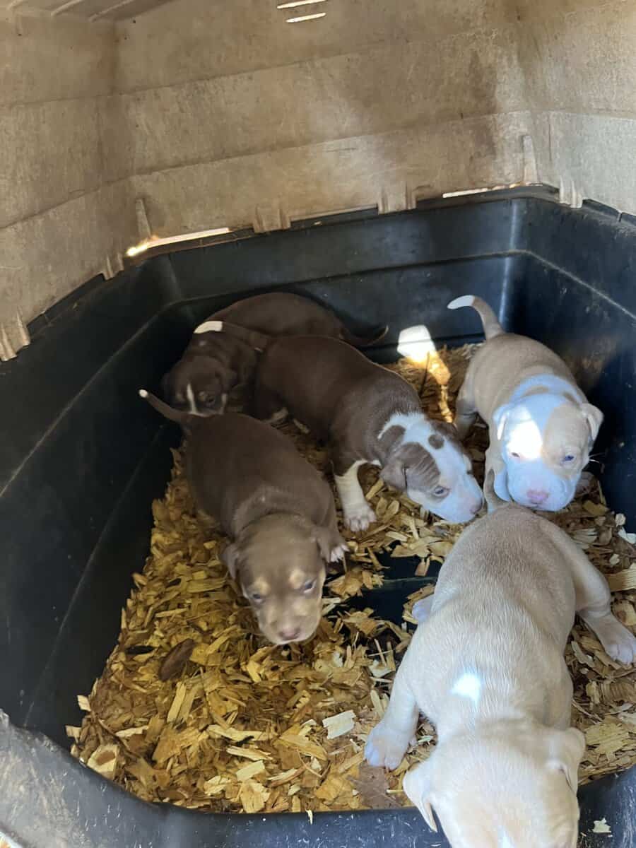 Puppies for rehoming image 1