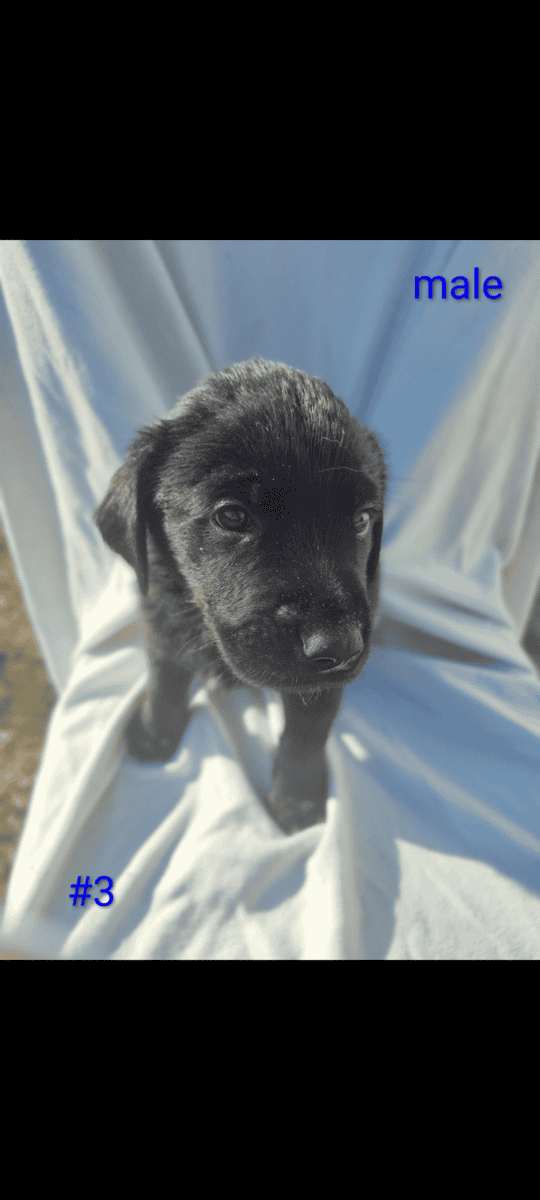 Golden Retriever and Chocolate lab pups image 4