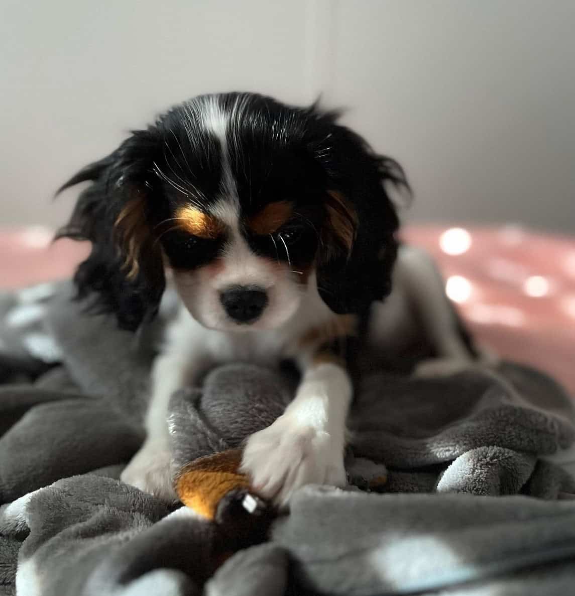 AKC Cavalier King Charles Spaniel Puppies Availabl image 14