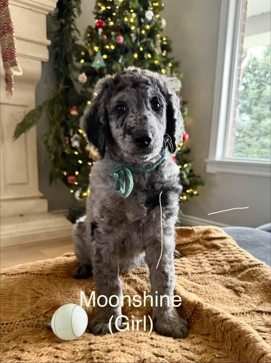 Golden Mountain Doodles Ready! image 4