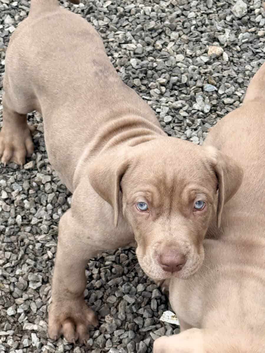Catahoula Leopard puppies image 4