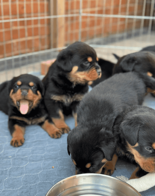 full akc Registered Rottweiler puppies with top pe image 1