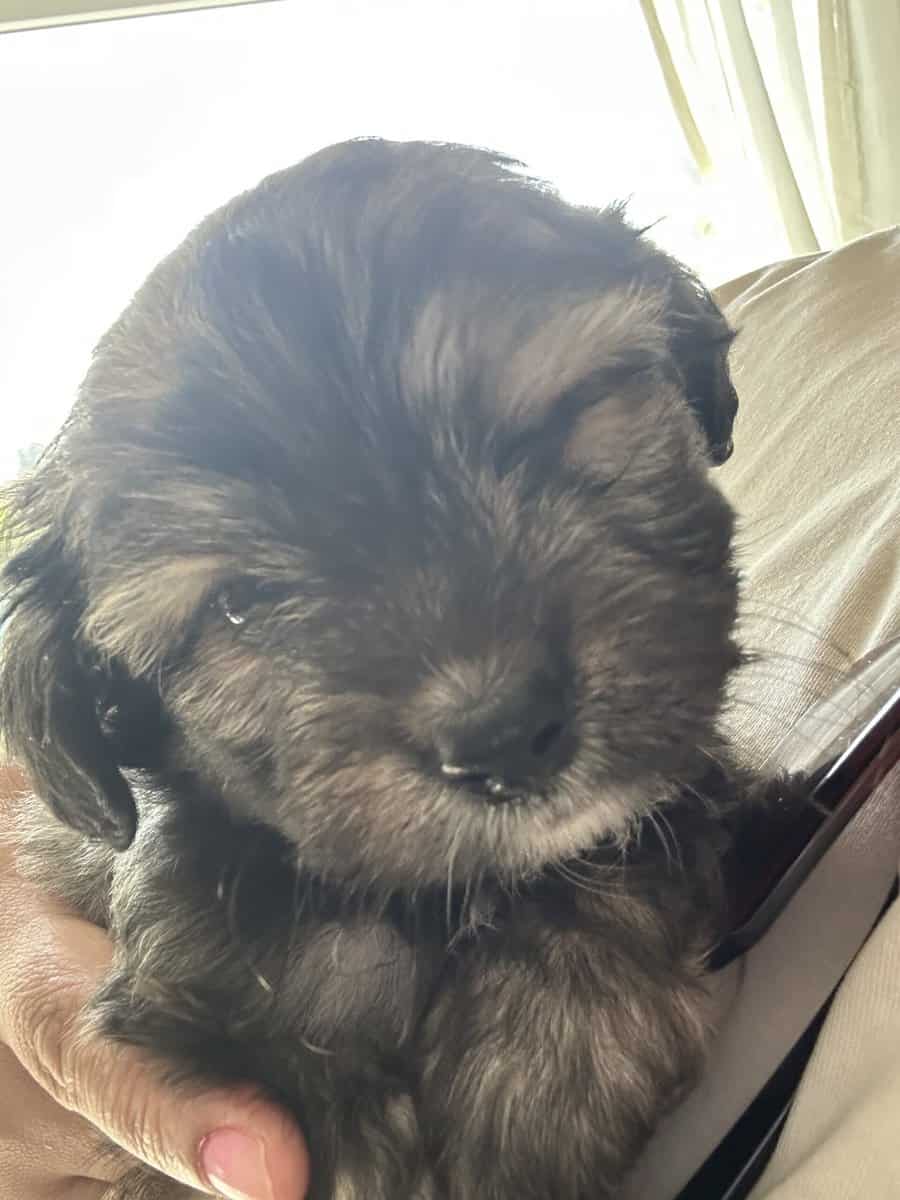 MalShi Puppies ready to go! image 2